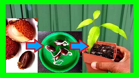 How To Grow Lychee Tree From Seeds Lychee Seed Germination Youtube