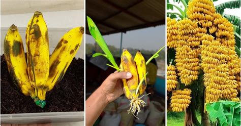 How To Grow Banana Trees From Banana Fruit Harvesting A Bountiful Crop