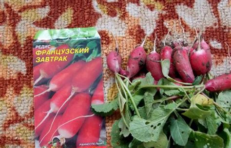 When to Harvest Radish Seeds: A Complete Guide – Healthy Food Near Me