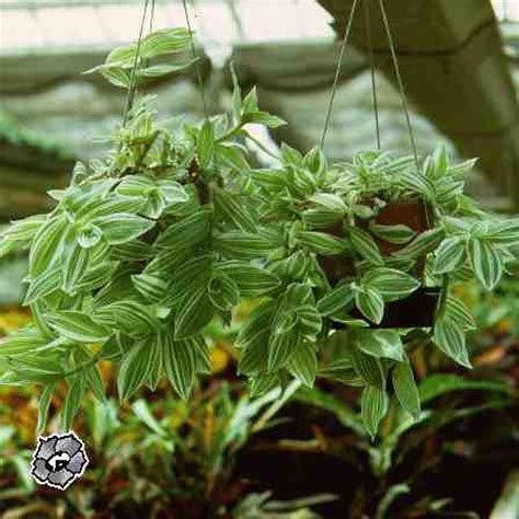 Традесканция - Все о комнатных растениях на flowersweb.info