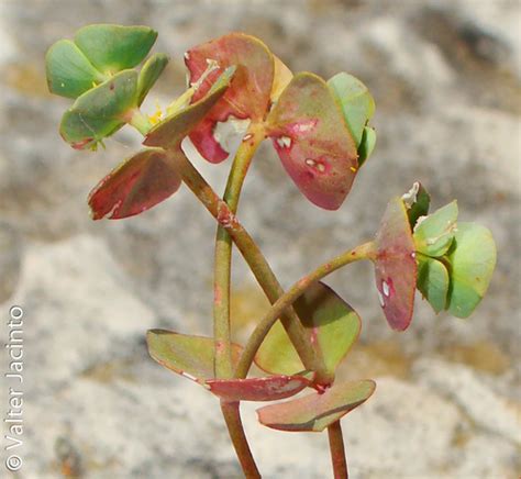 Euphorbia Transtagana INaturalist Mexico