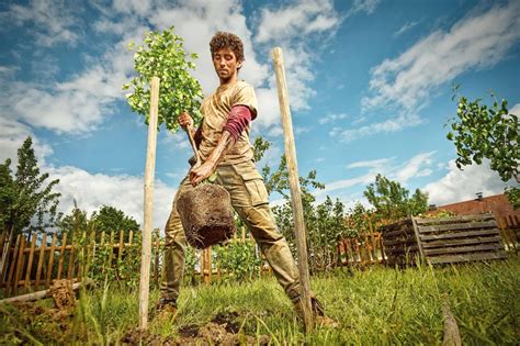 Zwetschgenbaum Pflanzen Und Schneiden HORNBACH