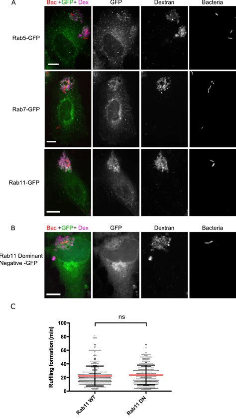 Macropinosomes Are Key Players In Early Shigella Invasion And Vacuolar Escape In Epithelial