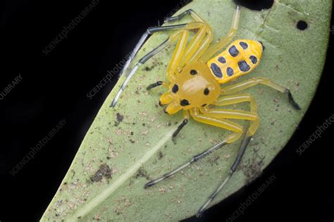 Adult female eight-spotted crab-spider - Stock Image - C052/8687 - Science Photo Library