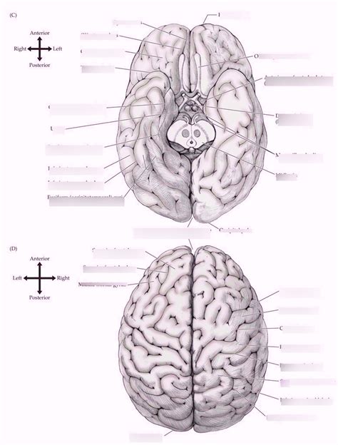 Cerebral cortex Inferior and Superior view Diagram | Quizlet