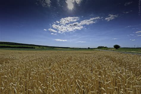 Cummulus Clouds Under Blue Sky During Daytime Wheatfield Hd Wallpaper