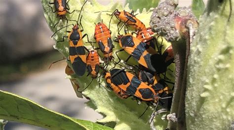 Uw Insect Diagnostic Lab Wisconsin Insect Identification