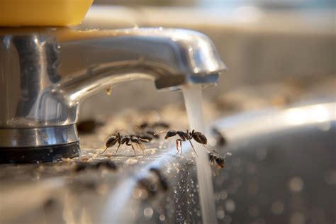 Ants In Your Bathroom Here S How To Get Rid Of Them