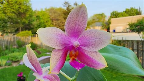 40年长盛不衰的经典蝴蝶兰 Phalaenopsis Sweet Memory Liodoro YouTube