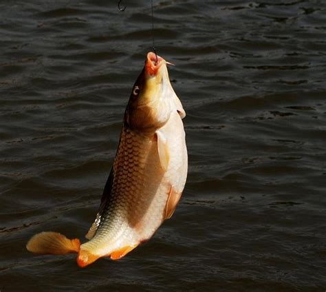 釣鯉魚的釣位選擇，餌料配置工具選擇幾個技巧，夏季也能讓你輕鬆釣上10斤 每日頭條