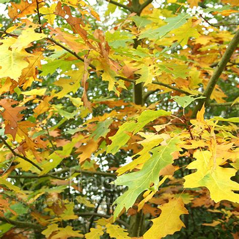 Quercus Rubra Sunshine Information Pictures And Cultivation Tips