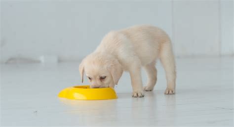 Puppy Food Your Ultimate Guide To Feeding A Puppy Proud Dog Mom