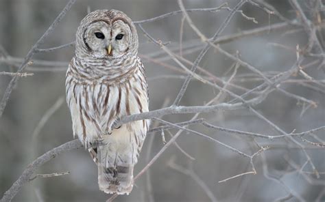 Winter-Owl-HD-Picture-Wallpaper | Blandford Nature Center