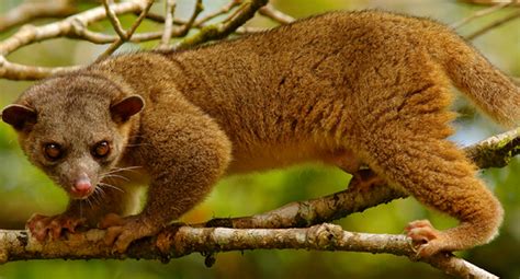 The Kinkajou Potos Flavus