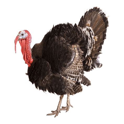 Turkey PNG Images (Transparent HD Photo Clipart) | Galinha