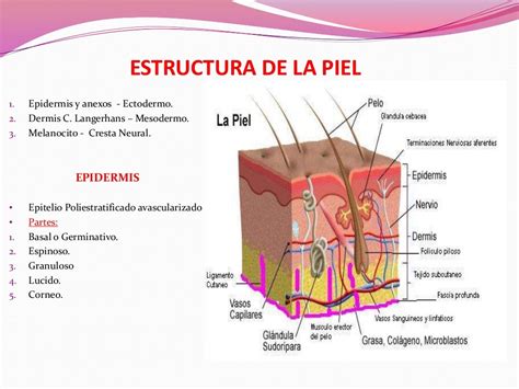 Fisiologia De La Piel Hot Sex Picture