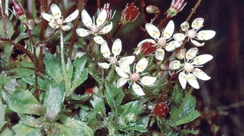 Saxifrage | plant | Britannica