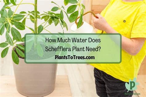 Schefflera Plant Care Guide Plants To Trees