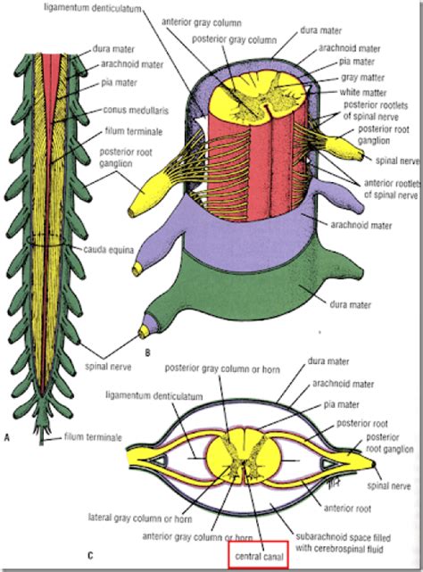 Organisation Of Peripheral Nervous System And Spinal Cord