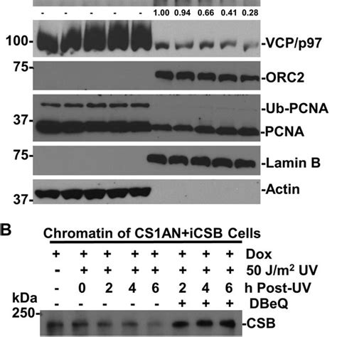 Vcp P Mediated Csb Proteolysis Occurs In Chromatin A The