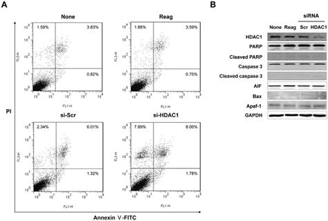 HDAC1 inactivation does not induce apoptotic cell death in Hep3B cells ... 
