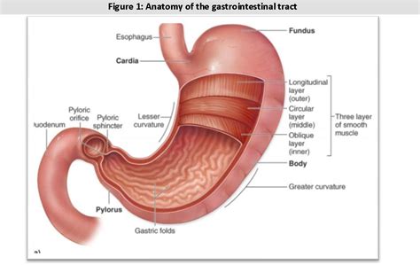 Figure 1 From REVIEW ON GASTRORETENTIVE DRUG DELIVERY SYSTEM