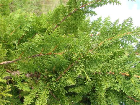 Туя западная "Спиралис" (Thuja occidentalis Spiralis) - Хвойные ...