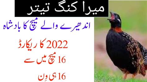 Kala Teetar Ki Awaz Black Francolin Voice YouTube