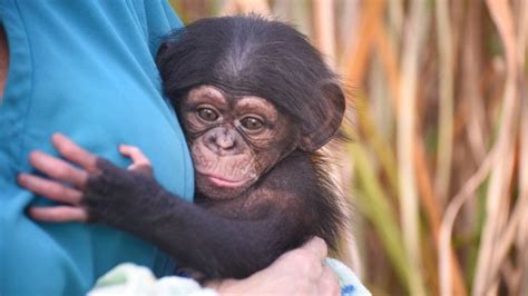 So cute! Baby chimp laughs for first time at Maryland Zoo | FOX 35 Orlando