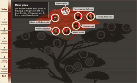 Human Family Tree | Human family tree, Evolution activities, Family tree