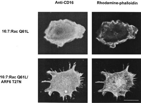 Effect Of Arf T N On Membrane Ruffles Induced By Expression Of A