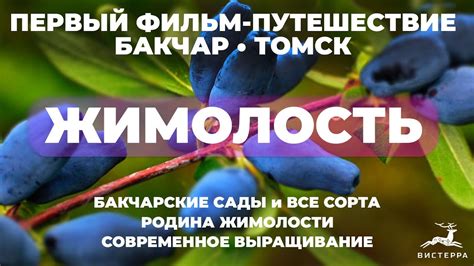 ЖИМОЛОСТЬ СОРТА ОПИСАНИЕ | ЖИМОЛОСТЬ БАКЧАРСКИЙ ВЕЛИКАН БАКЧАРСКИЕ ...