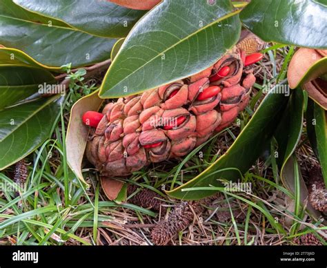 Magnolia Grandiflora Southern Magnolia Or Bull Bay Tree Aggregate