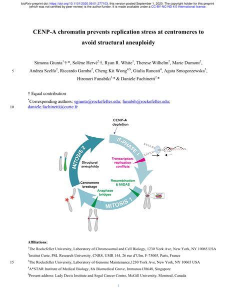 Pdf Cenp A Chromatin Prevents Replication Stress At Centromeres To