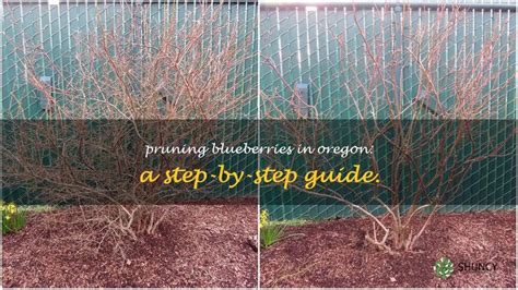 Pruning Blueberries In Oregon A Step By Step Guide ShunCy