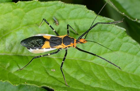 Colourful Assassin Bug Zelus Longipes Reduviidae Flickr