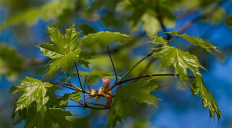 Kostenlose foto Baum Natur Ast blühen Bokeh Himmel Wiese