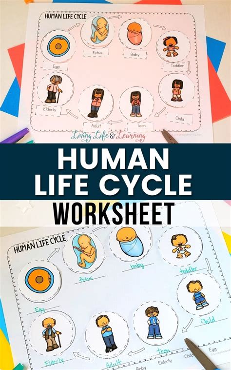 Human Life Cycle Worksheet, Free Printable for Children - Worksheets ...