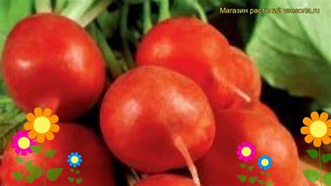 Редис Парат (Редис). Краткий обзор, описание характеристик, где купить ...