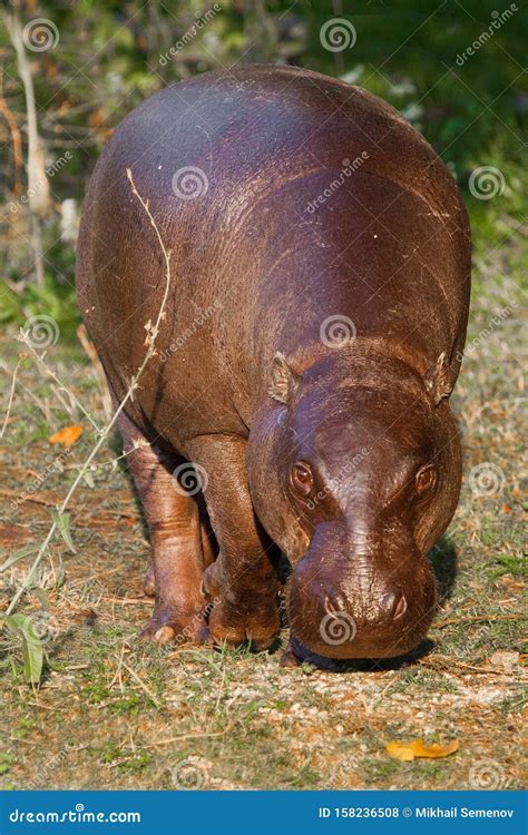 Big Fat But Pretty On The Grass Pygmy Hippo Hippopotamus Is A Cute