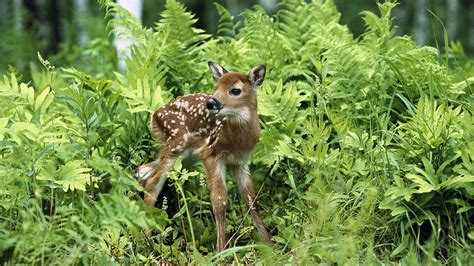 Temperate Woodland And Shrubland Plants And Animals - 1920x1080 ...