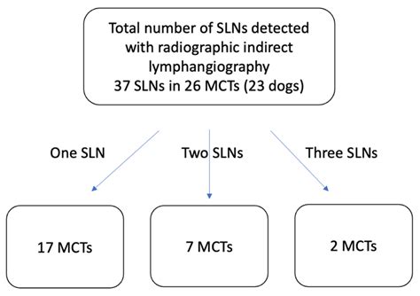 Veterinary Sciences Free Full Text Sentinel Lymph Node Mapping With