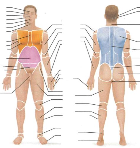 BSCI201: Lab Practical 1 Review - Surface Anatomy Diagram | Quizlet 