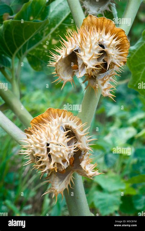 Thorn Apple Datura Inoxia Fruit And Seeds Clouse Up Stock Photo Alamy