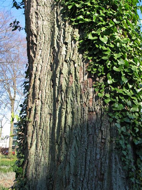 Tilia X Vulgaris Tilia Europaea Common Linden Dutch Treeguide At