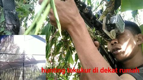 Hunting Di Deket Rumah Banyak Tekukur Nya Hunting YouTube