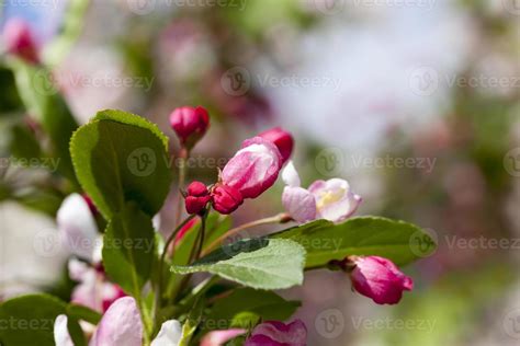 Red Cherry Blossom In Spring 9716304 Stock Photo At Vecteezy