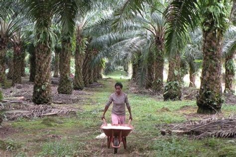 Perkebunan Kelapa Sawit Di Papua Directory Tanaman Nama Dan Gambar