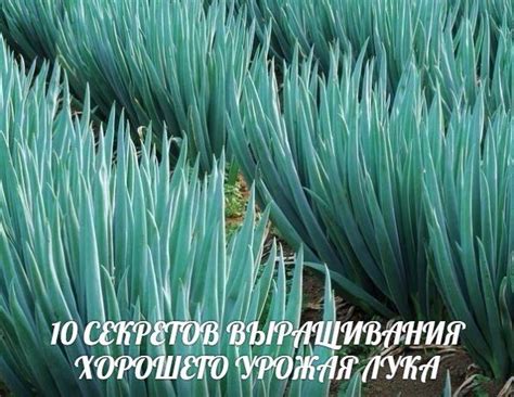 10 СЕКРЕТОВ ВЫРАЩИВАНИЯ ХОРОШЕГО УРОЖАЯ ЛУКА | Овощные грядки ...