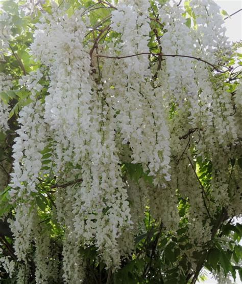 Glicynia Chi Ska Wisteria Alba W Donicy Drzewka Faworytka Pl